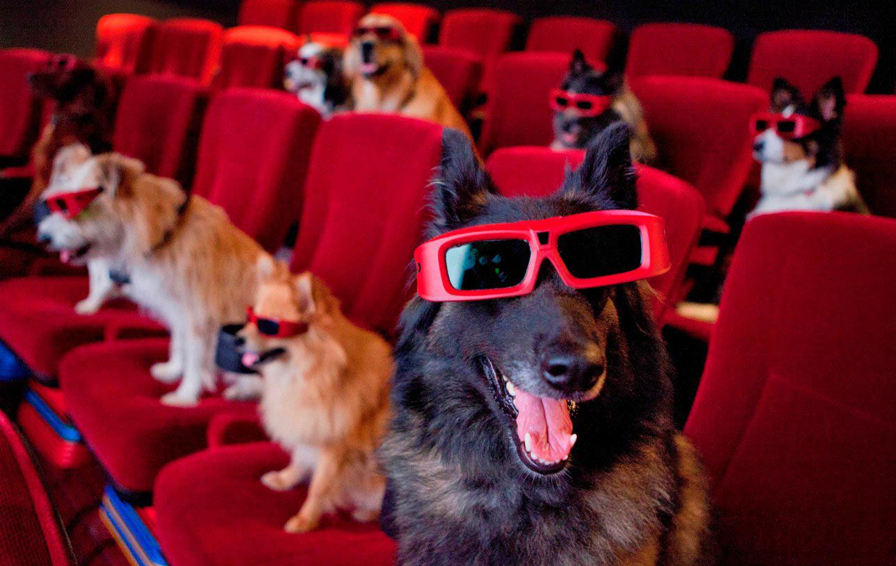 It's Entertainment: Dogs in films that we have loved