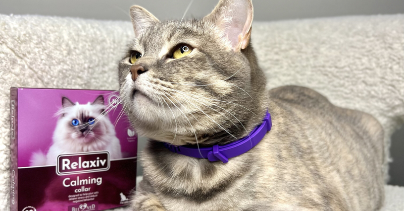 Helping Your Cat Stay Calm During Heavy Shedding Season