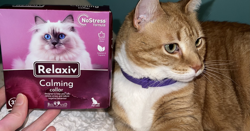 On-The-Go Anxiety Relief: How a Cat Calming Collar Supports Daily Stability