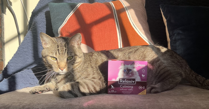 Why Replacing Your Cat Calming Diffuser Refill on Time Matters
