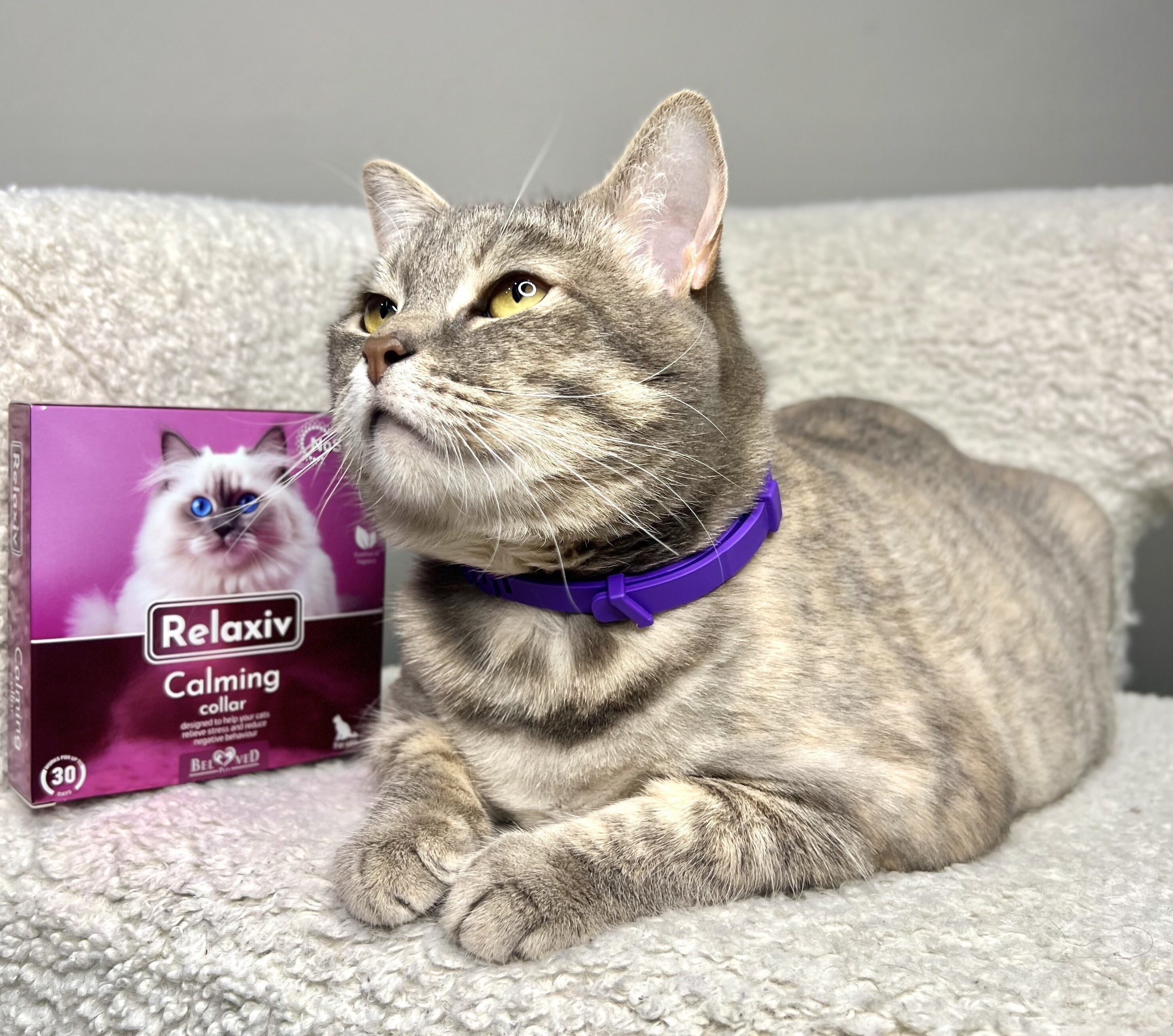 A closer look at Choosing The Right Collar For Anxious Pets