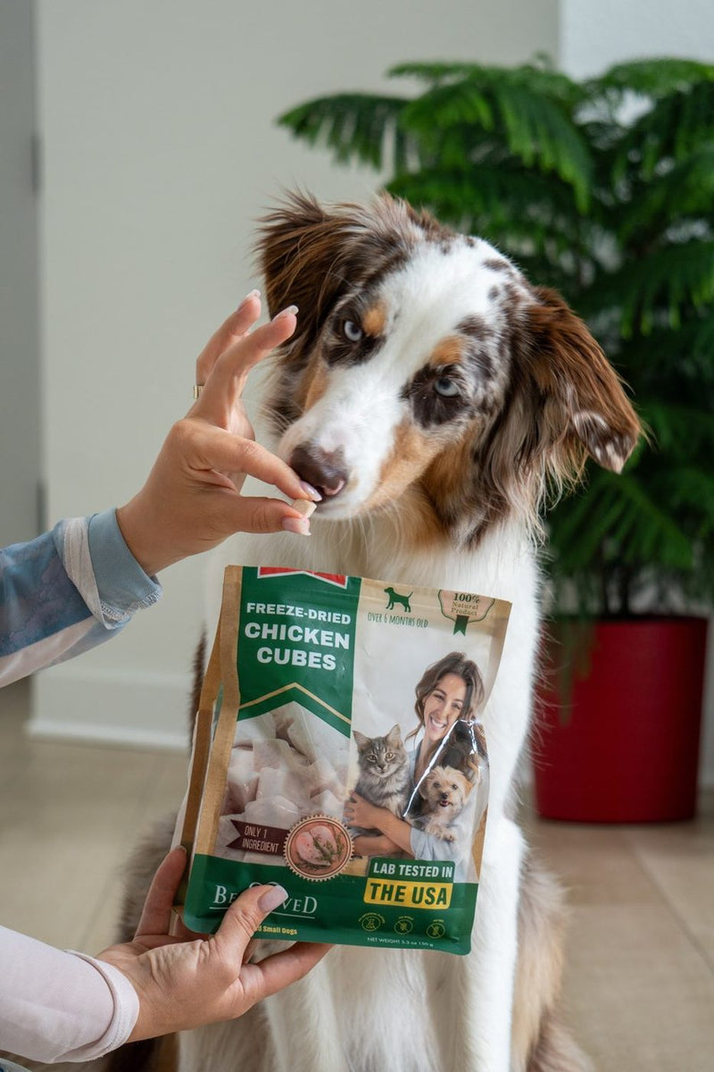 Dog with chicken treats