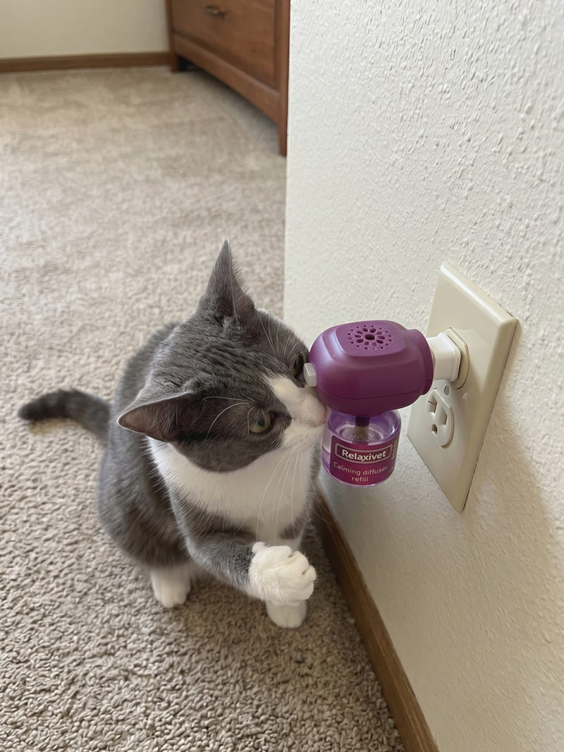 Cat with calming diffuser