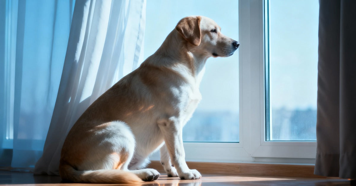 Understanding Pet Anxiety: Causes and Calming Strategies