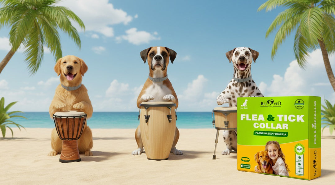 Drumming Up a Scratching Storm? How to Stop the Itch Before It Starts