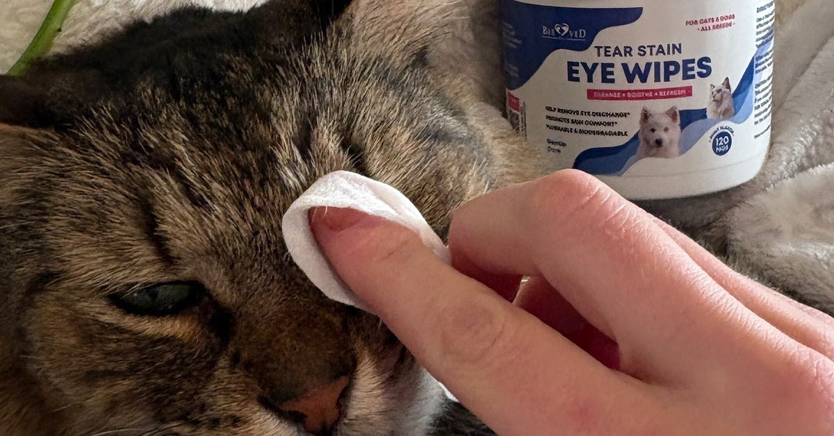 Why Pets Need Special Pet Wipes