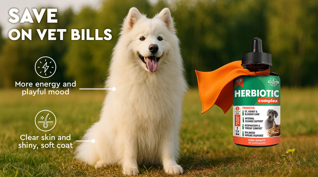 How Seasonal Changes Affect Your Pet’s Health — and How Herbiotic Can Help