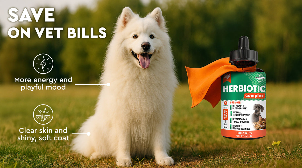 How Seasonal Changes Affect Your Pet’s Health — and How Herbiotic Can Help