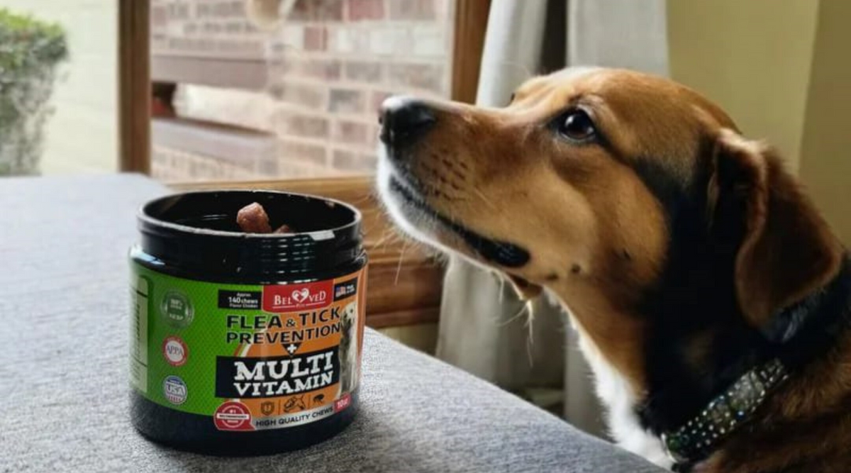 Why Choose Flea and Tick Chews with Multivitamins?