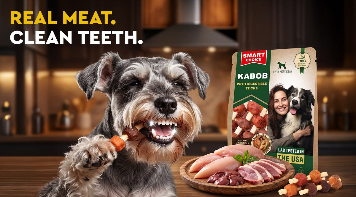 Schnauzer with sparkling clean teeth chewing a Beloved Pets Kabob real-meat treat with digestible sticks