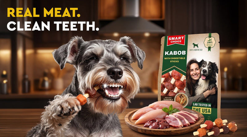Schnauzer with sparkling clean teeth chewing a Beloved Pets Kabob real-meat treat with digestible sticks