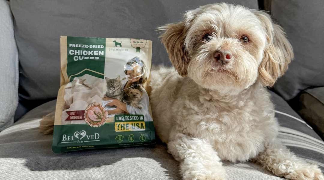 Pure Chicken, Pure Joy: The Freeze-Dried Treat Pets Can’t Resist