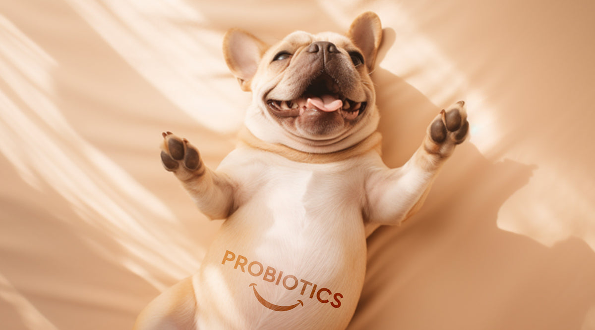 3 Life Hacks for Pet Moms: Ensuring Your Pet's Digestive Health