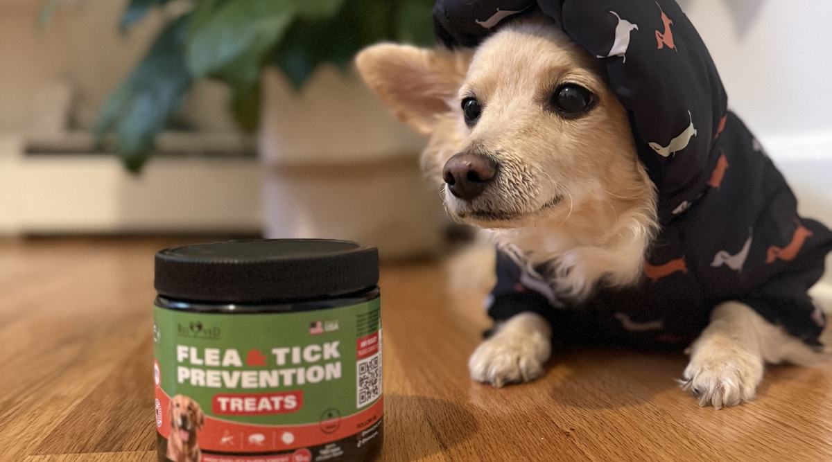 Why Choose Flea and Tick Chews for Small Dogs?