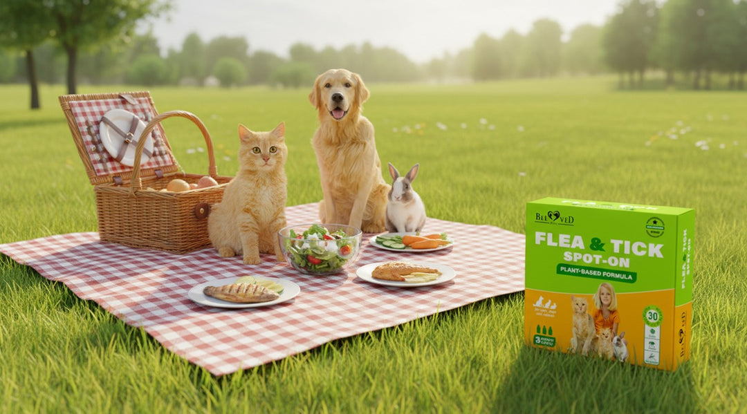 Discover Flea Hiding Spots & How They Find Your Pet