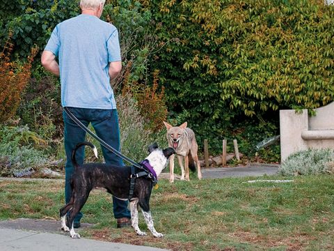 What to Do if You See Coyotes While Walking Your Dog