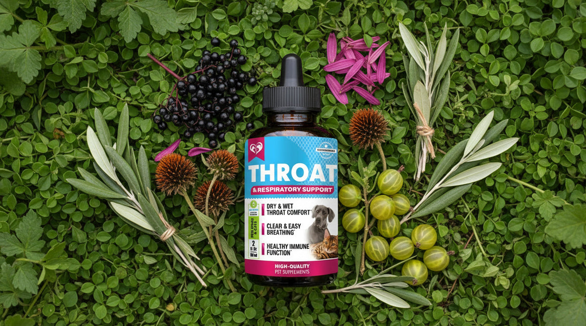 How the Ingredients Work: The Herbal Science Behind Respiratory Support