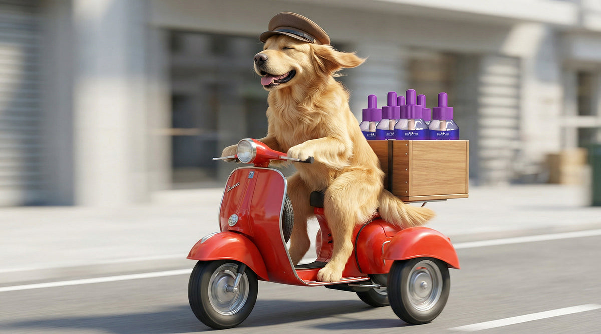 Why Long-Term Pheromone Support Matters for Anxious Dogs
