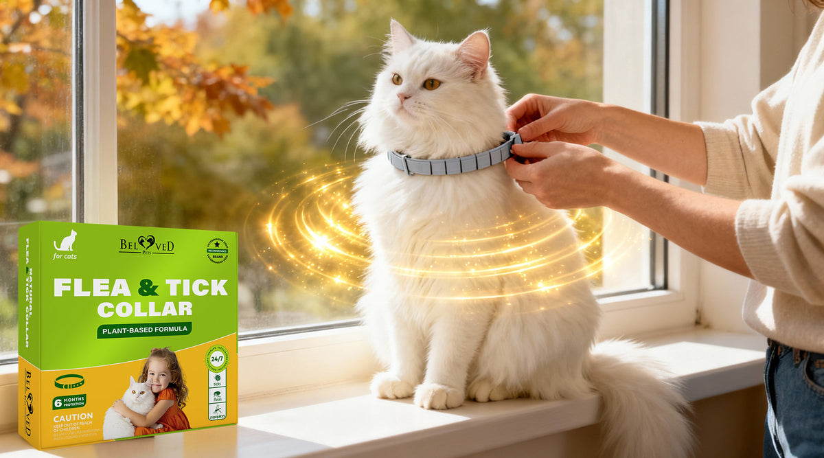 How to Put On the Natural Flea & Tick Collar for Cats the Right Way