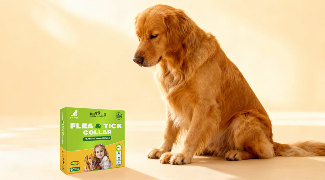 Thoughtful, Plant-Based Flea Protection for Dogs