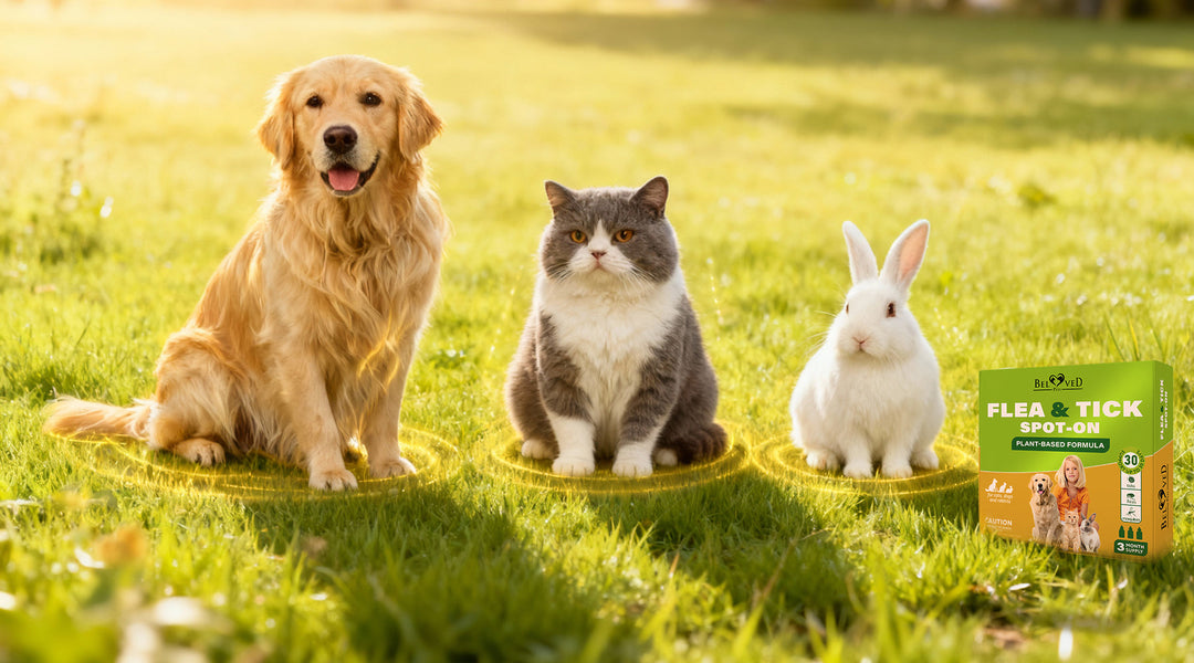 How to Perform a Skin Test Before Applying Flea & Tick Drops