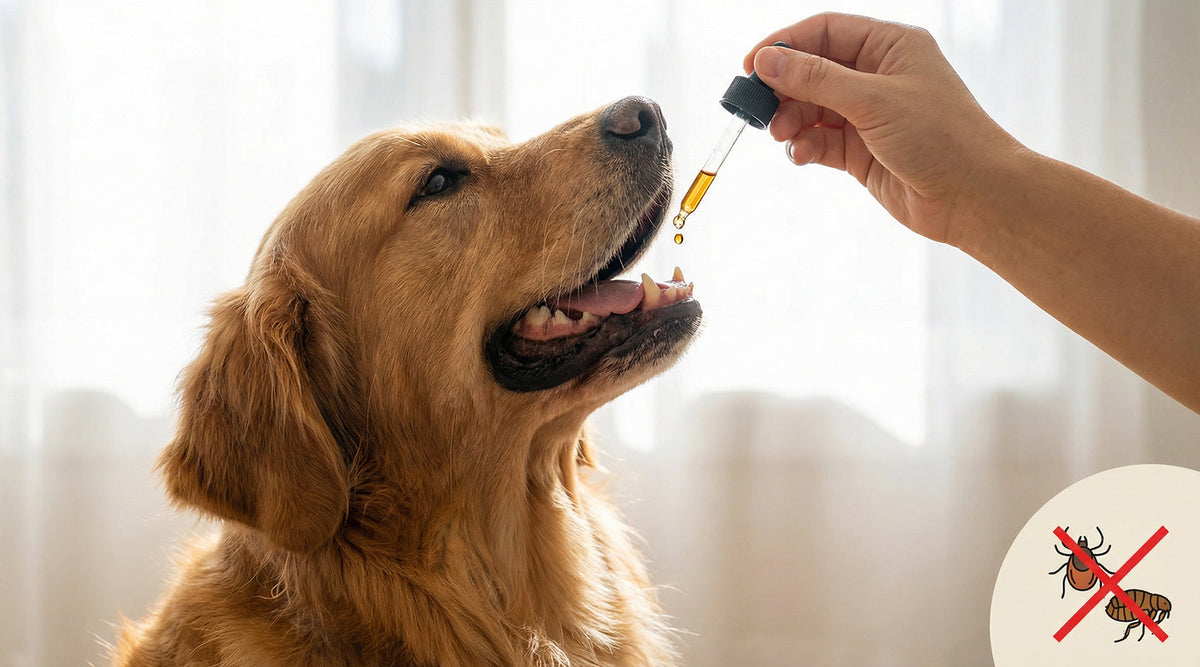 Why Daily Oral Drops Are the Easiest Way to Protect Your Pet from Fleas & Ticks