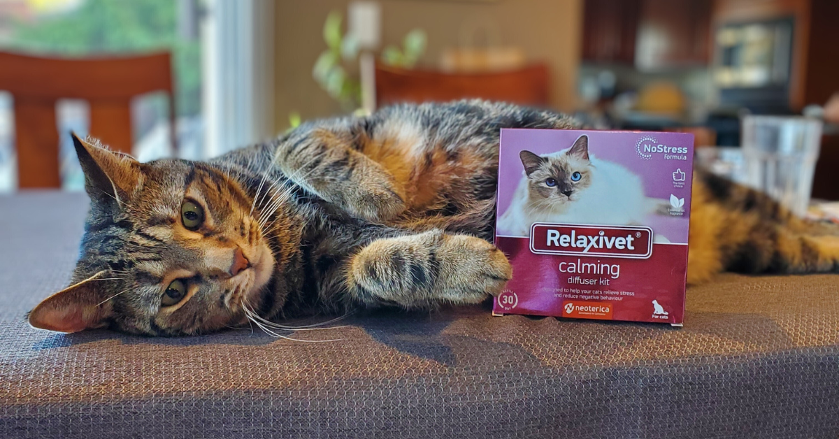 The Secret to a Multi-Cat Household That Actually Gets Along