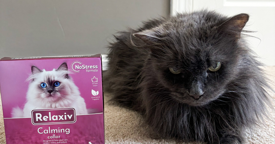 Managing Aggression and Unwanted Scratching