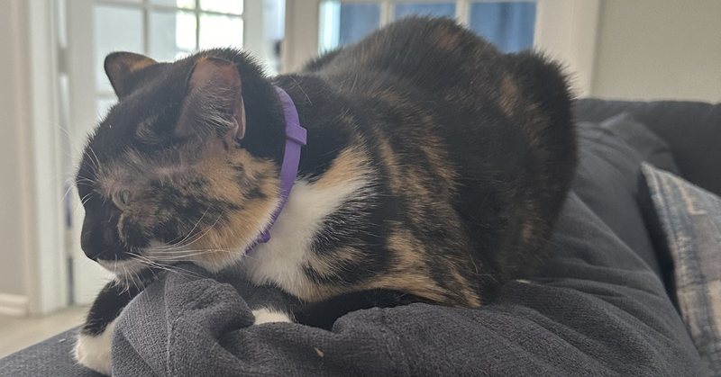Can My Cat Wear Two Collars at Once?