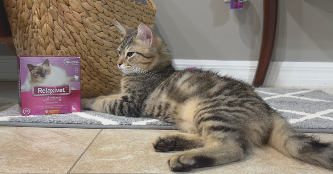 Reducing Mealtime Tension Between Cats with a Calming Diffuser