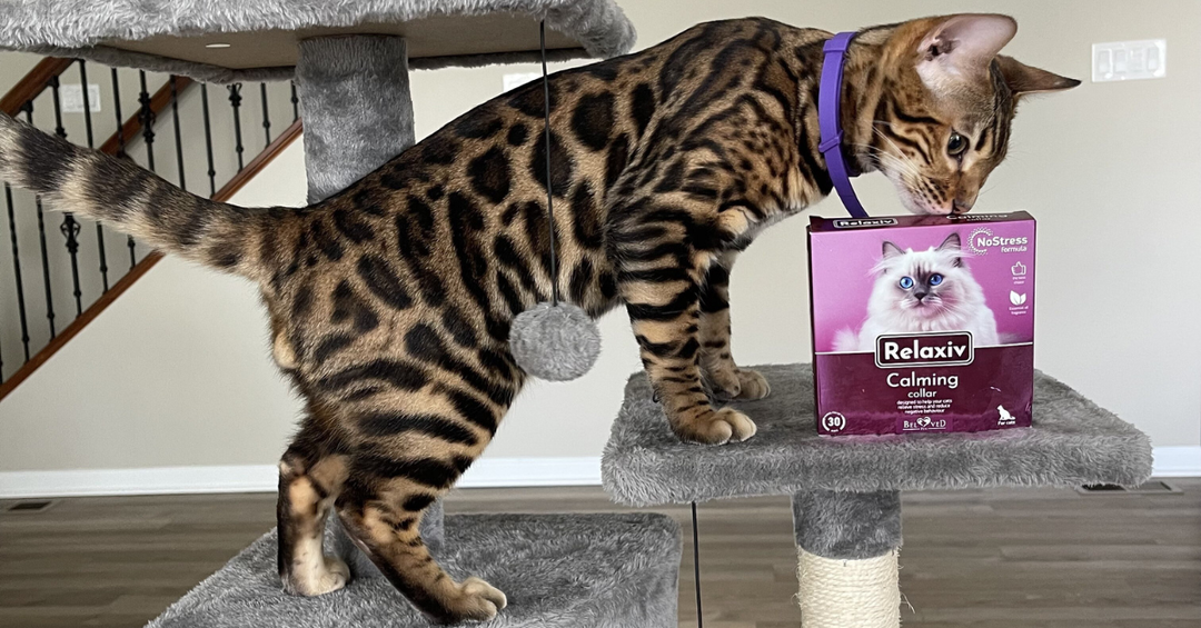 Helping Cats Feel Secure in Elevated Living Spaces