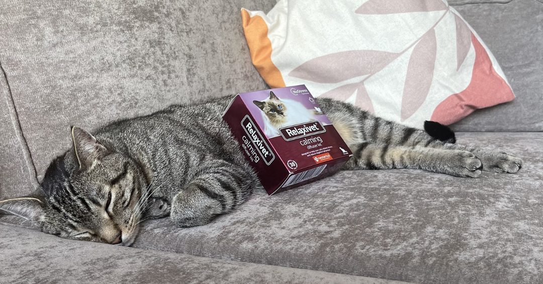 How Environmental Stress Impacts Cats — And How a Calming Diffuser Helps