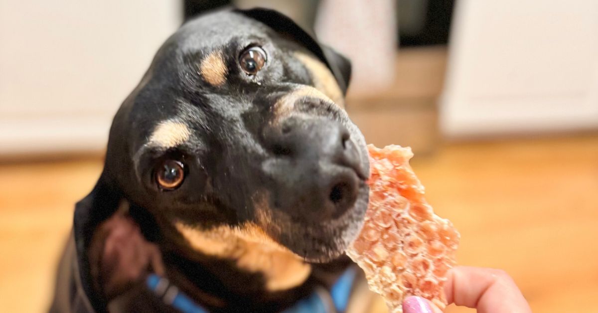Natural Chicken Jerky Treats for Training, Chewing, and Dental Health