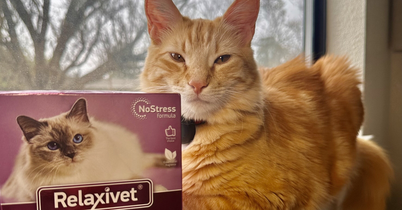 How to Keep Your Cat Calm While You’re at Work