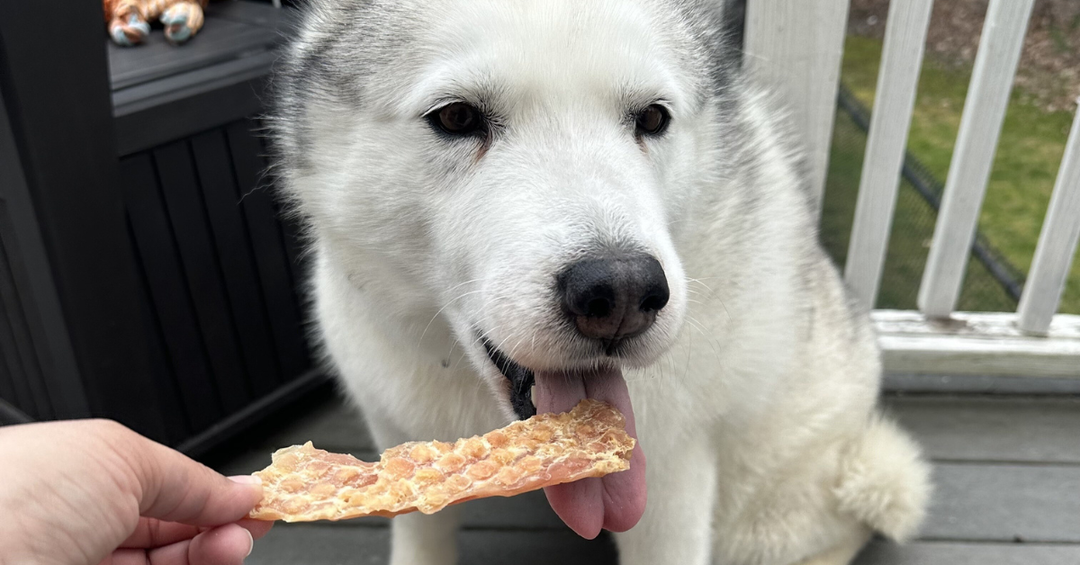 How Proper Dehydration Makes Chicken Jerky Safe and Nutritious