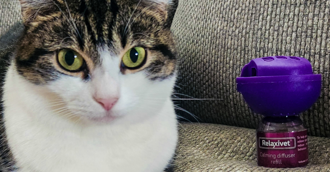 Calming Solutions for Cats Living with Dogs