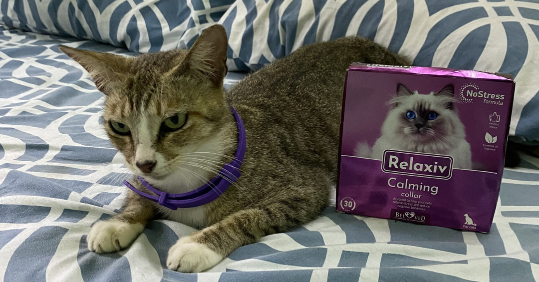 Reducing Anxiety During Cat Food Changes