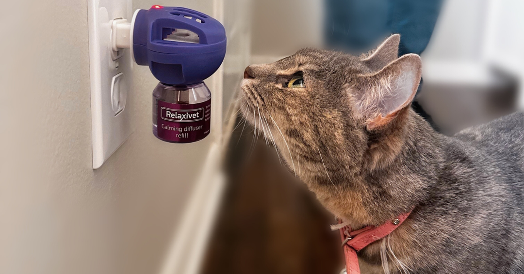 Turn Your Home into a Stress-Free Zone