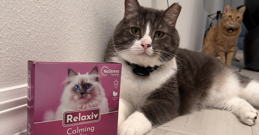 Help Your Cat Chill: The Power of Pheromone Collars
