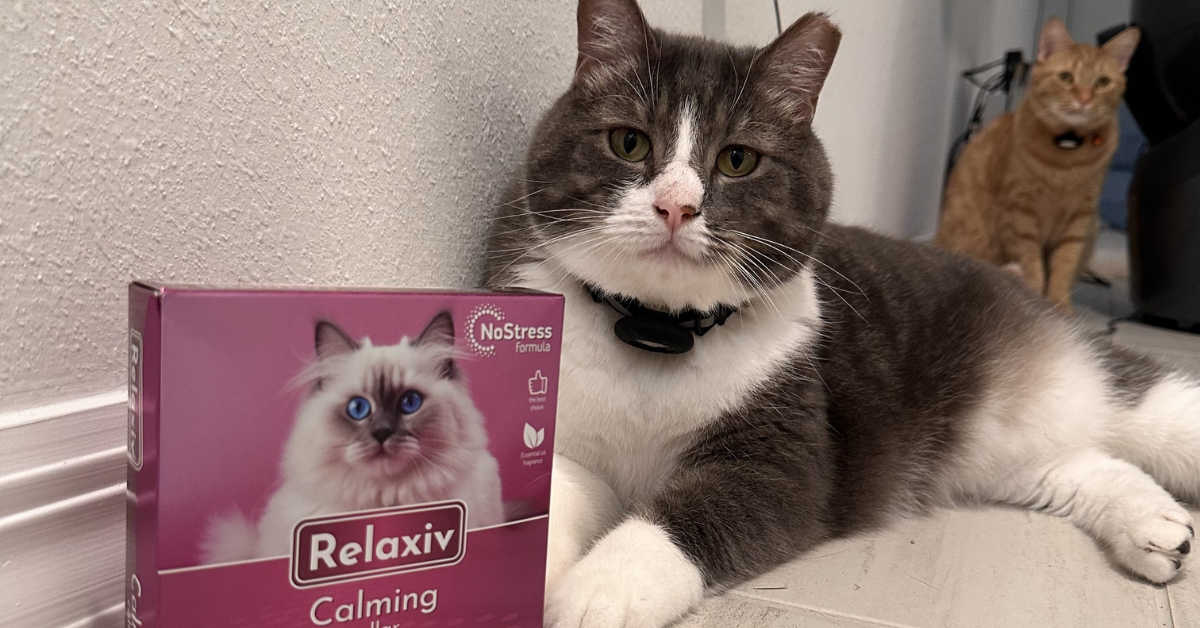 Help Your Cat Chill: The Power of Pheromone Collars