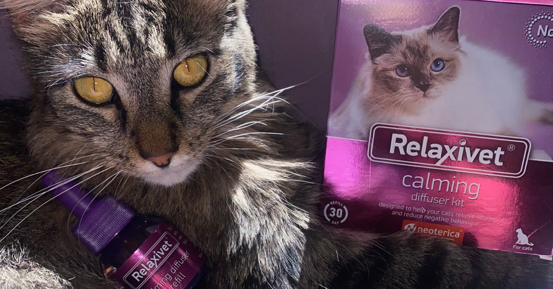 Multi-Pet Safety: Cats, Dogs, and Diffusers