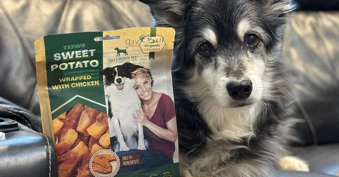 Wholesome Snacks Your Dog Can Digest and Enjoy