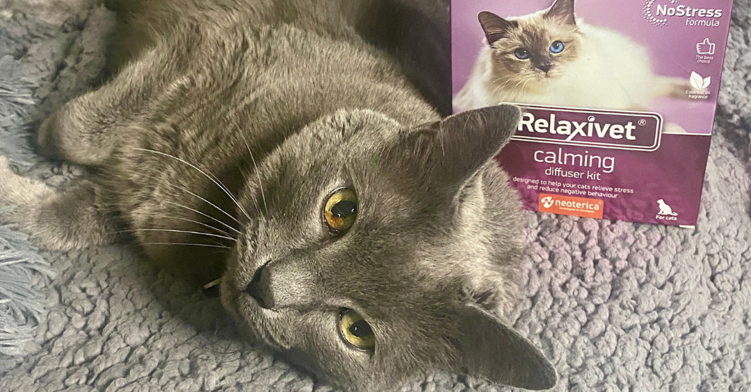 How to Calm an Overactive Cat at Night with a Pheromone Diffuser