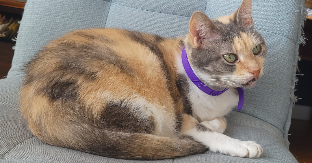 Helping Your Cat Stay Calm During Post-Procedure Recovery