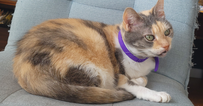 Helping Your Cat Stay Calm During Post-Procedure Recovery