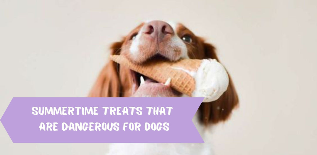 Summertime Treats that are Dangerous for Dogs