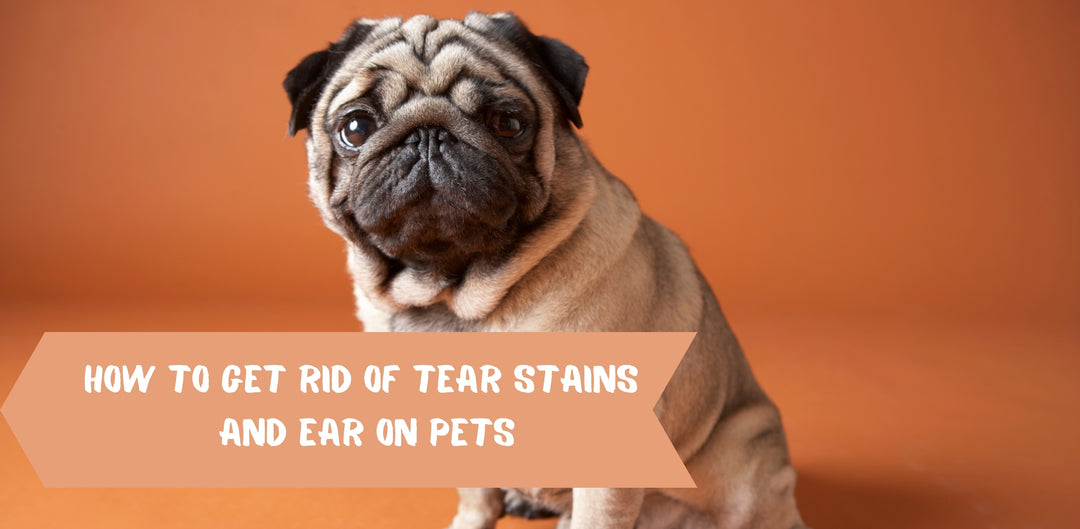 How to Get Rid of Tear Stains and Ear on Pets