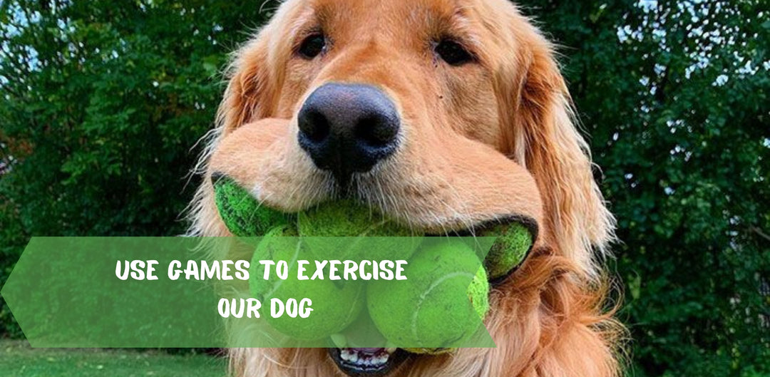 Use games to exercise our Dog