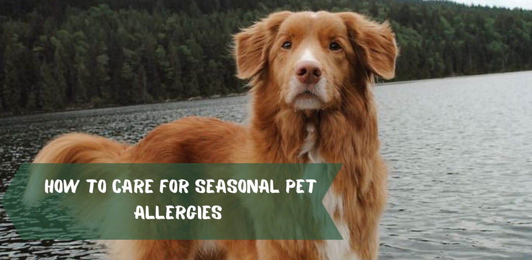 How to Care for Seasonal Pet Allergies