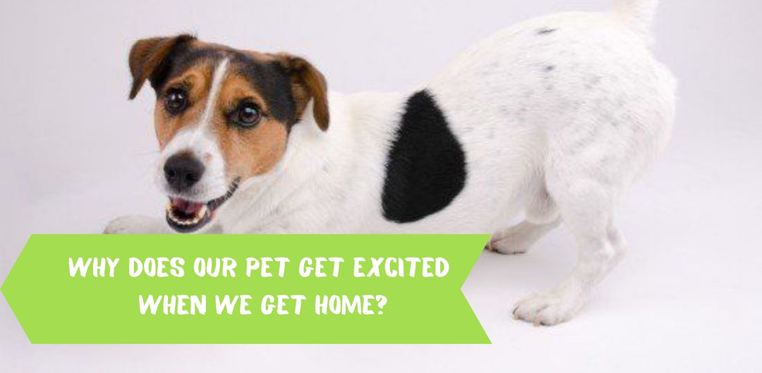 Why does our pet get excited when we get home?